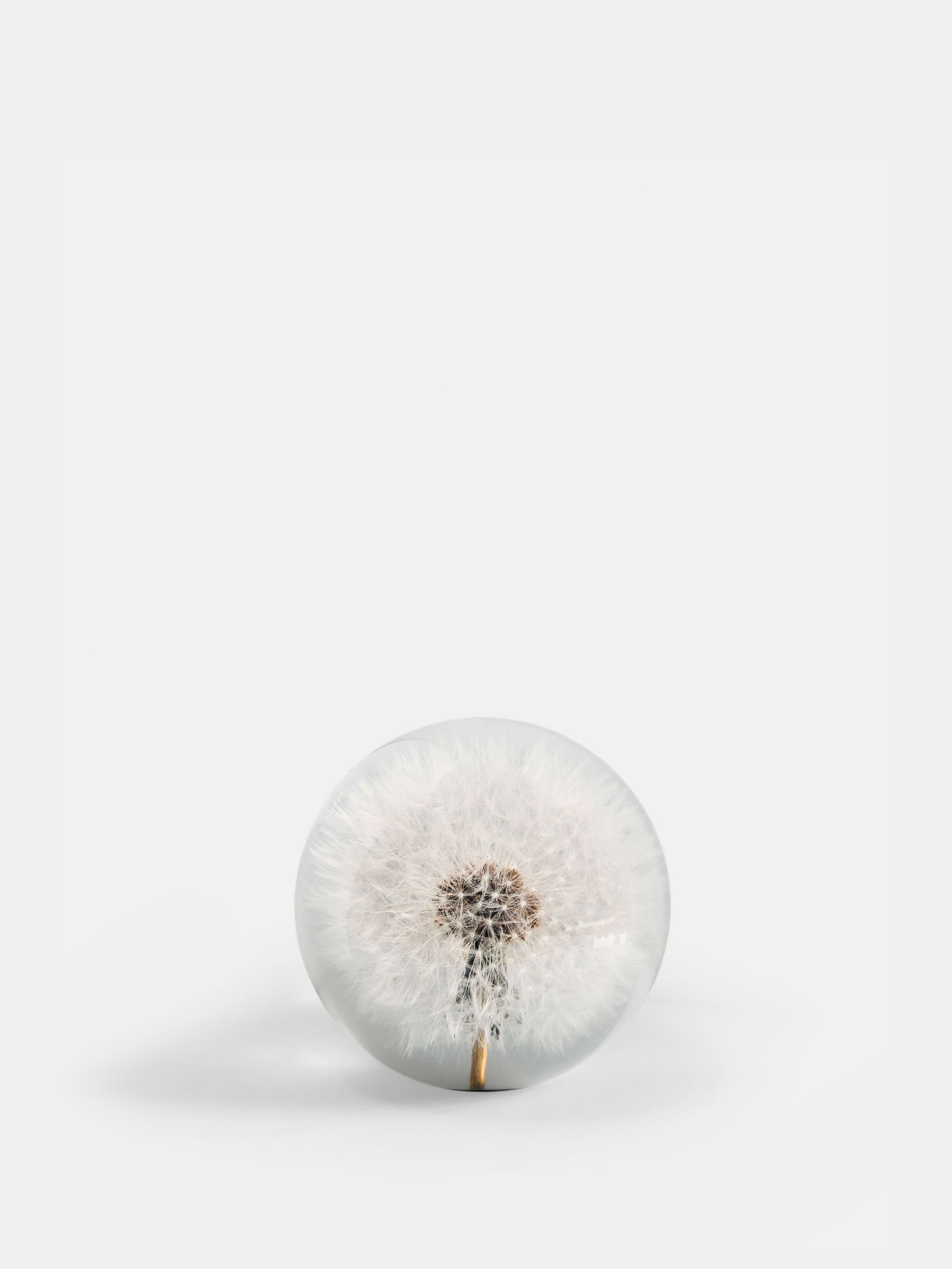 2526 84b616e823 Botanical Paperweight Dandelion Small Portrait