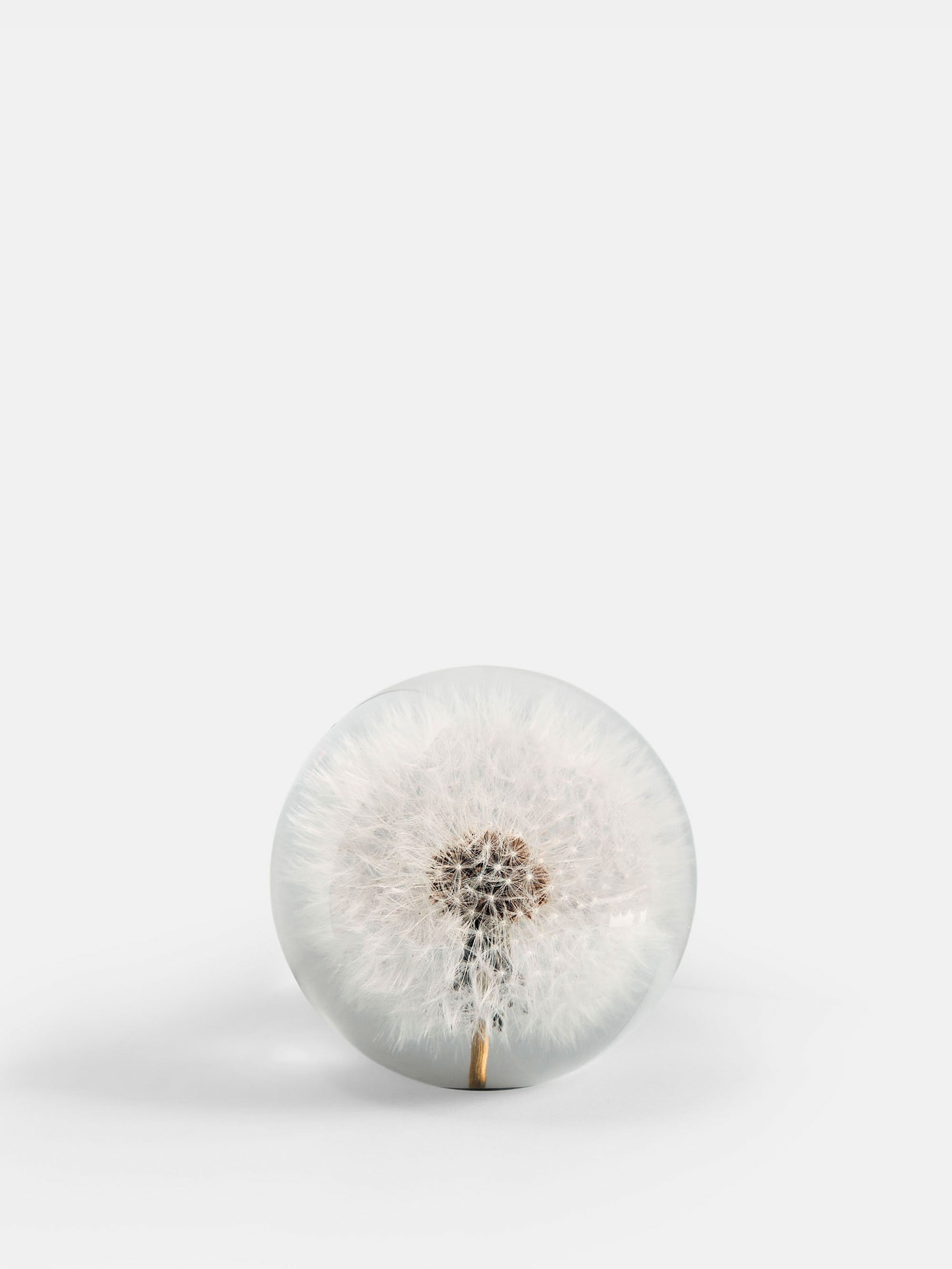 53580 5ba1dbc351 Dandelion Portrait